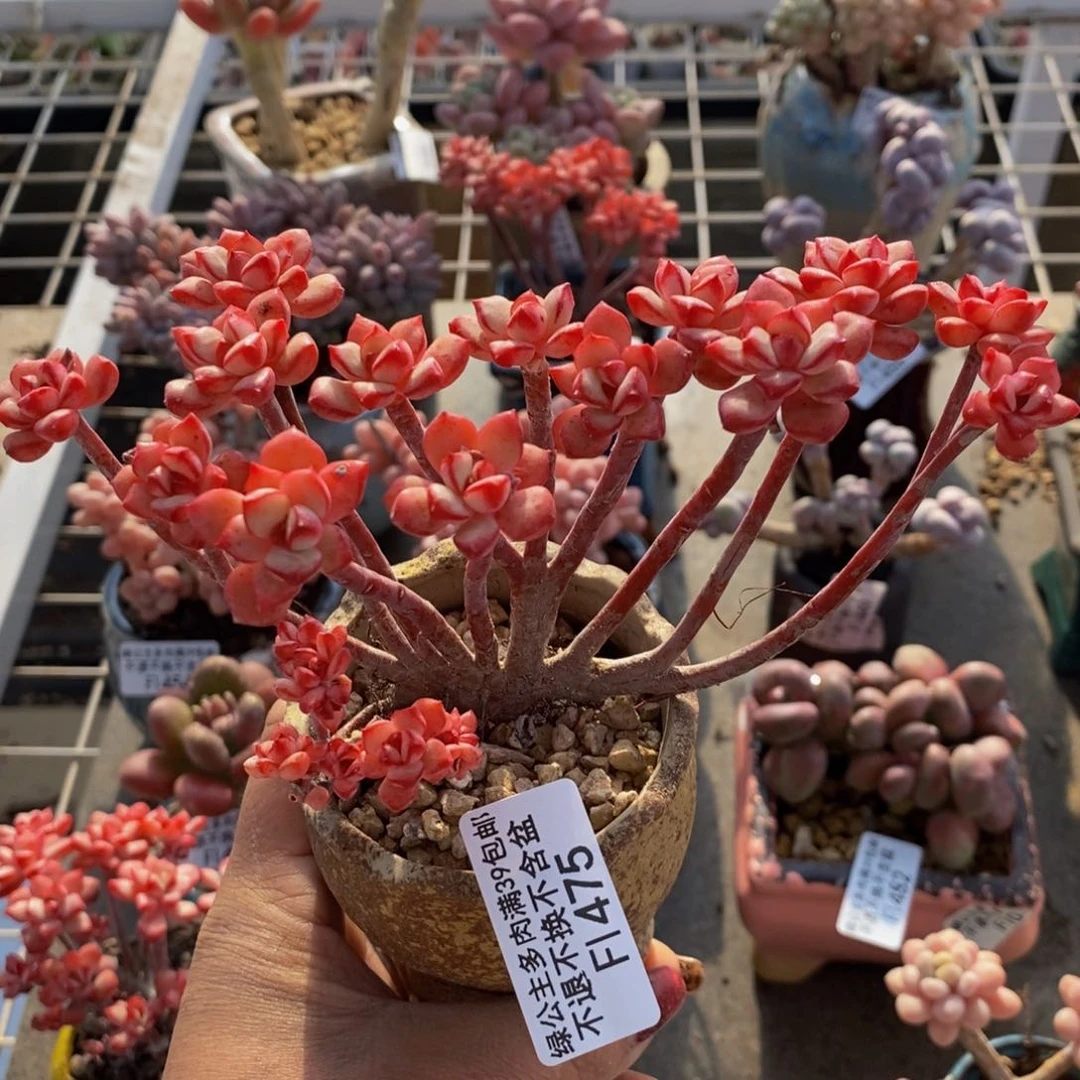 探戈缀475/10cm有砍特