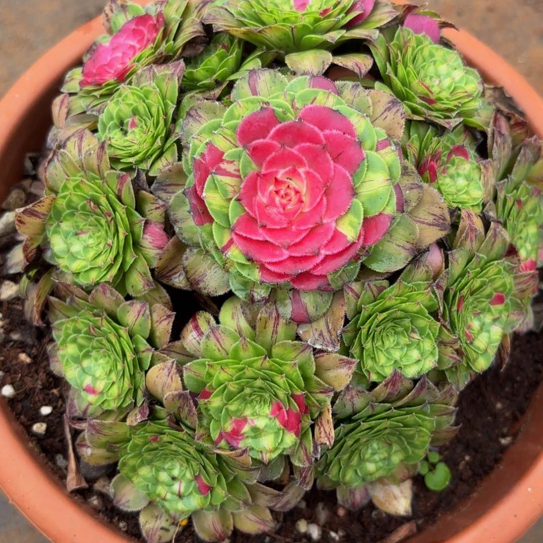 0337多肉植物zhifou