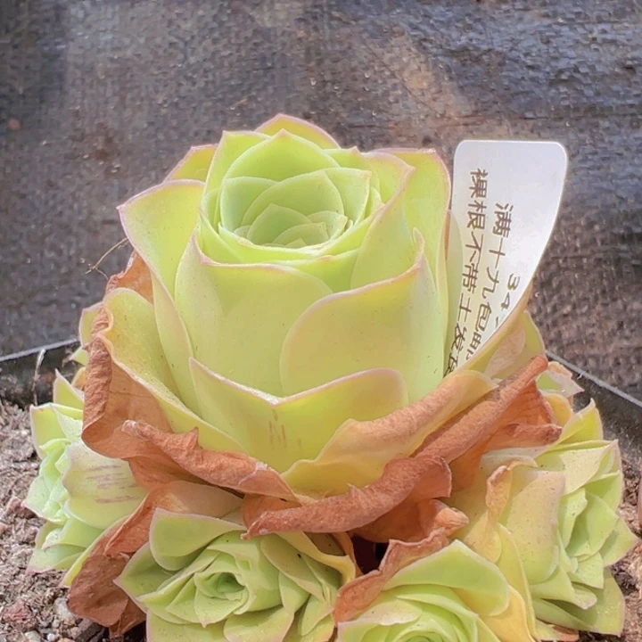 347 裸根不带土发货