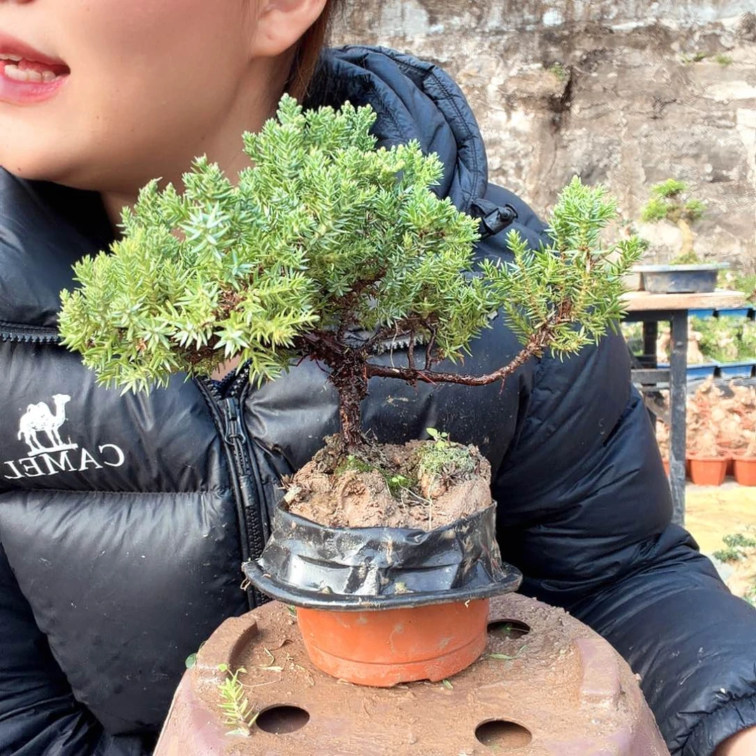 陌***言无花朵卖到明年回归