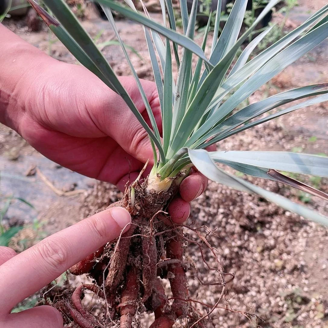 风**默稻草人鸟喙丝兰包邮包邮