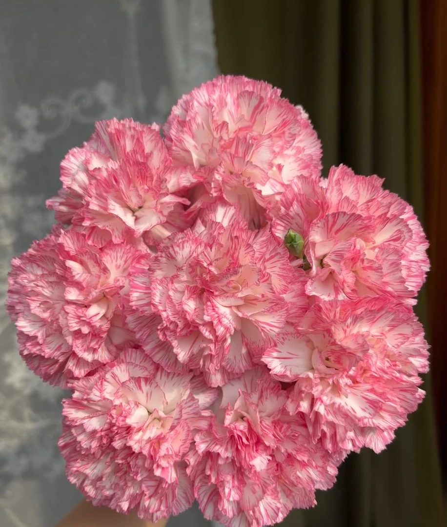 【一件包邮】欢乐时光单头康乃馨20支    云南  基地  鲜花