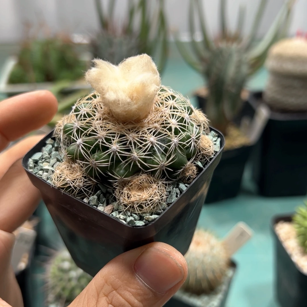 比氏圆盘玉 侧芽繁殖脱土发