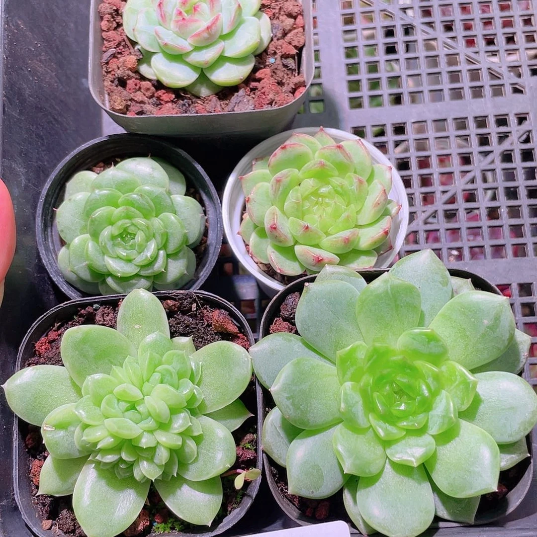 花利美206框拍5颗
