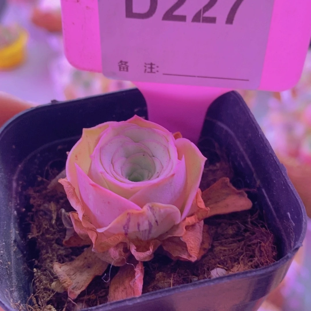 D227紫玲珑 山地玫瑰一物一拍