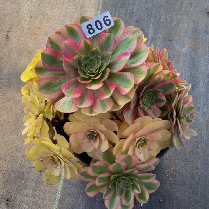 806老庄多肉法师雨荷