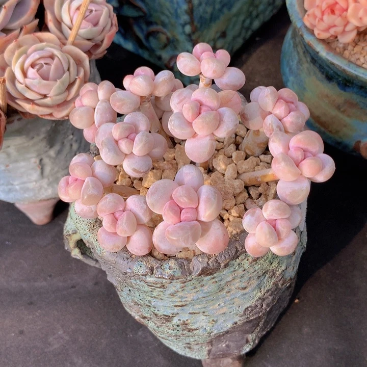 香芋自然老庄群无砍i