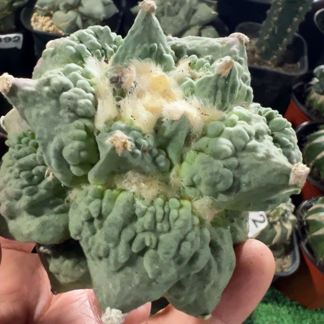 无花朵福利自根大尤怒涛混合根736