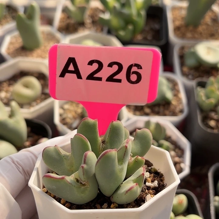 苹果手机是你买回来