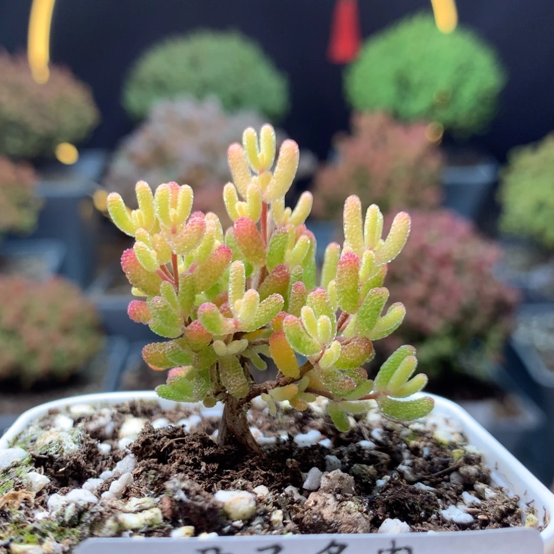 c622糖球粉锦枝干番杏