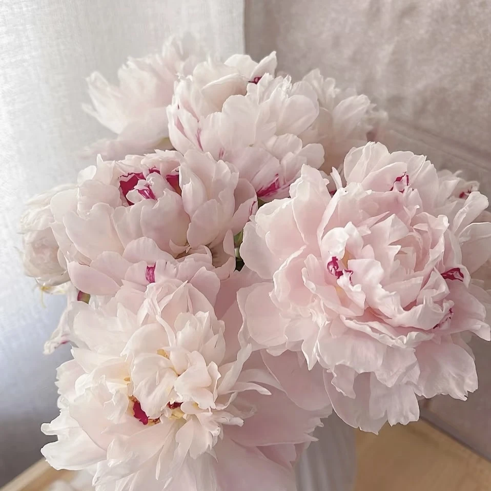 【芍药】系列东北鲜花基地直发顺丰包邮办公室花花养护开花简单
