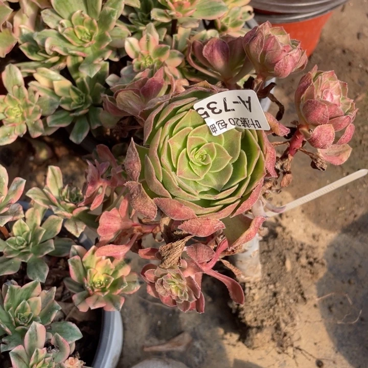 段***）735龙嫁接多肉12345789