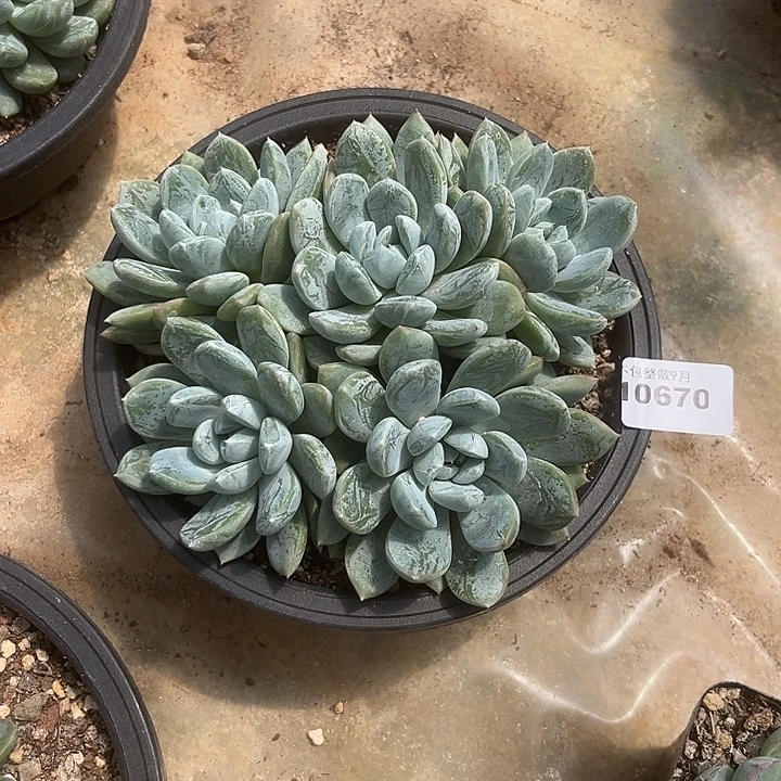 阿雅园艺。          670百达翡翠