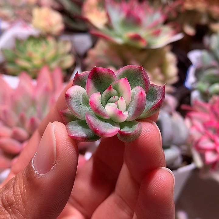 弗罗瑞安娜腹轮锦侧芽
