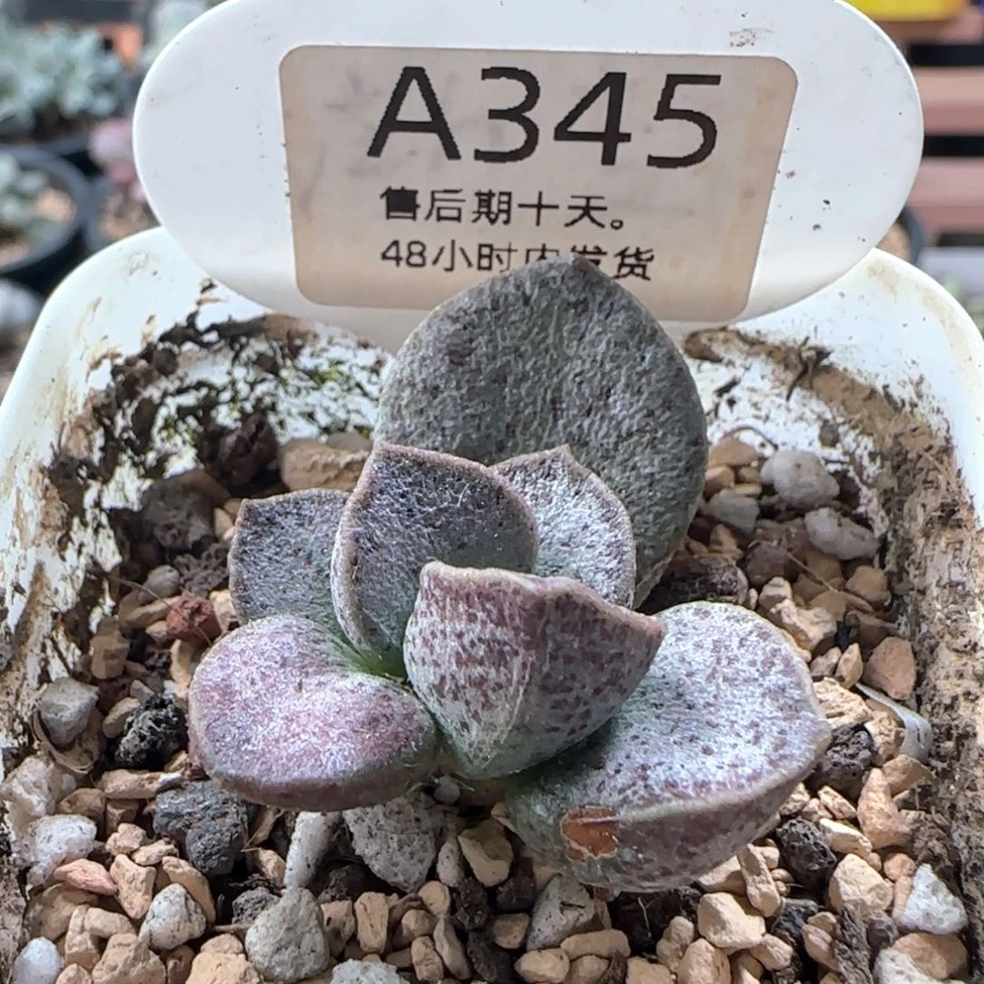 银波粉蛋。    345。