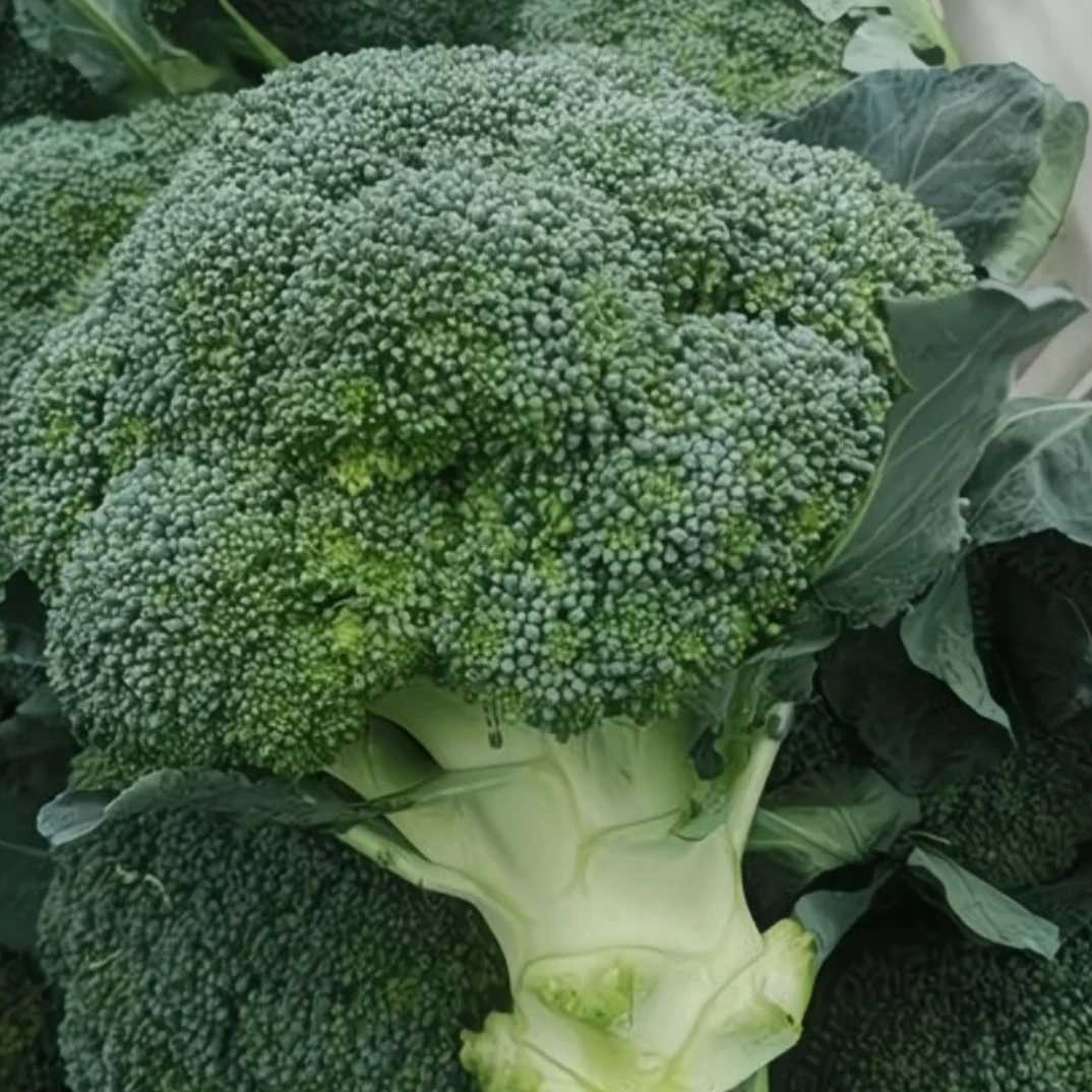 天津武清本地西兰花顺丰包邮