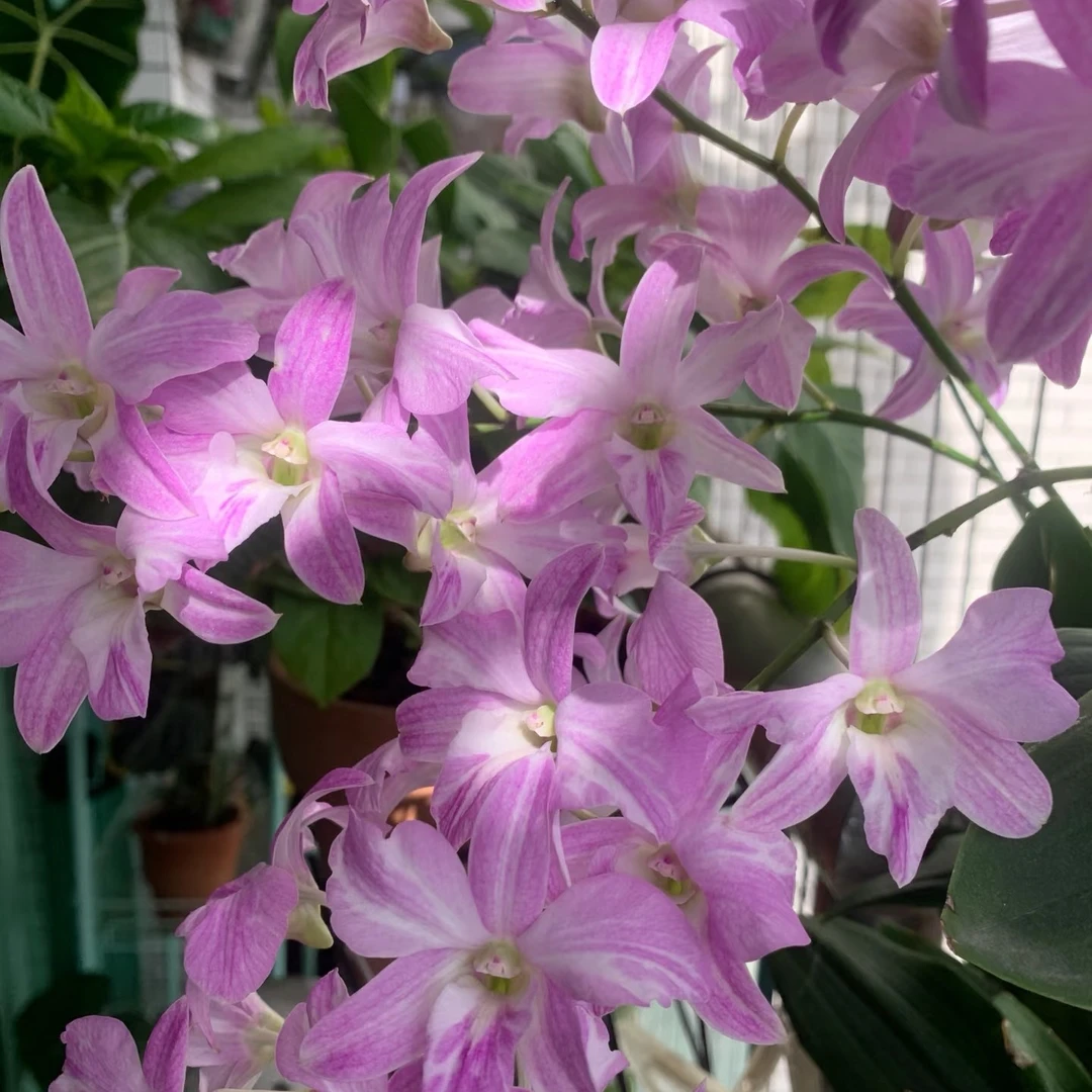 粉色油画泼墨秋石斛兰紫粉色兰花室内庭院养植兰花花期长
