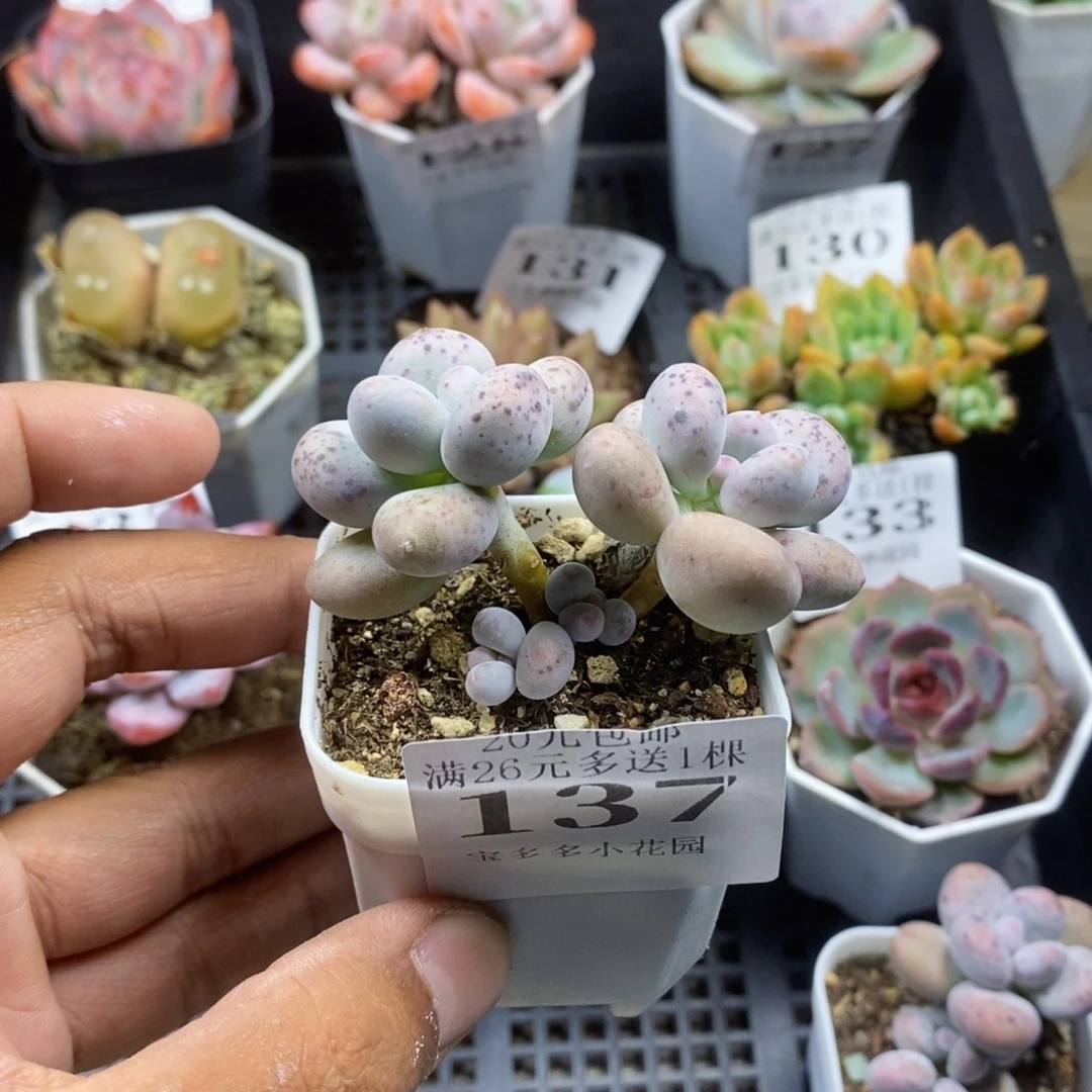 *****双头彩虹奶酪一物一拍满20包邮满26送一颗多肉