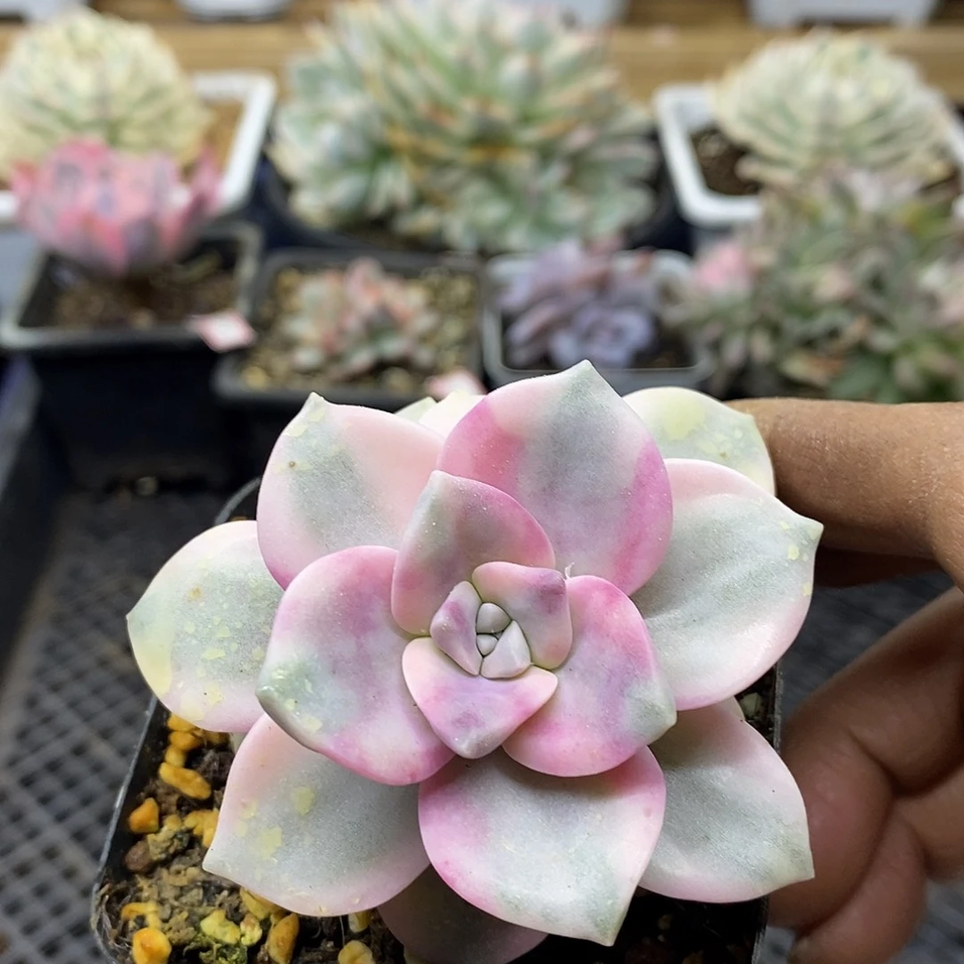 23146 紫乐锦 需延时发货