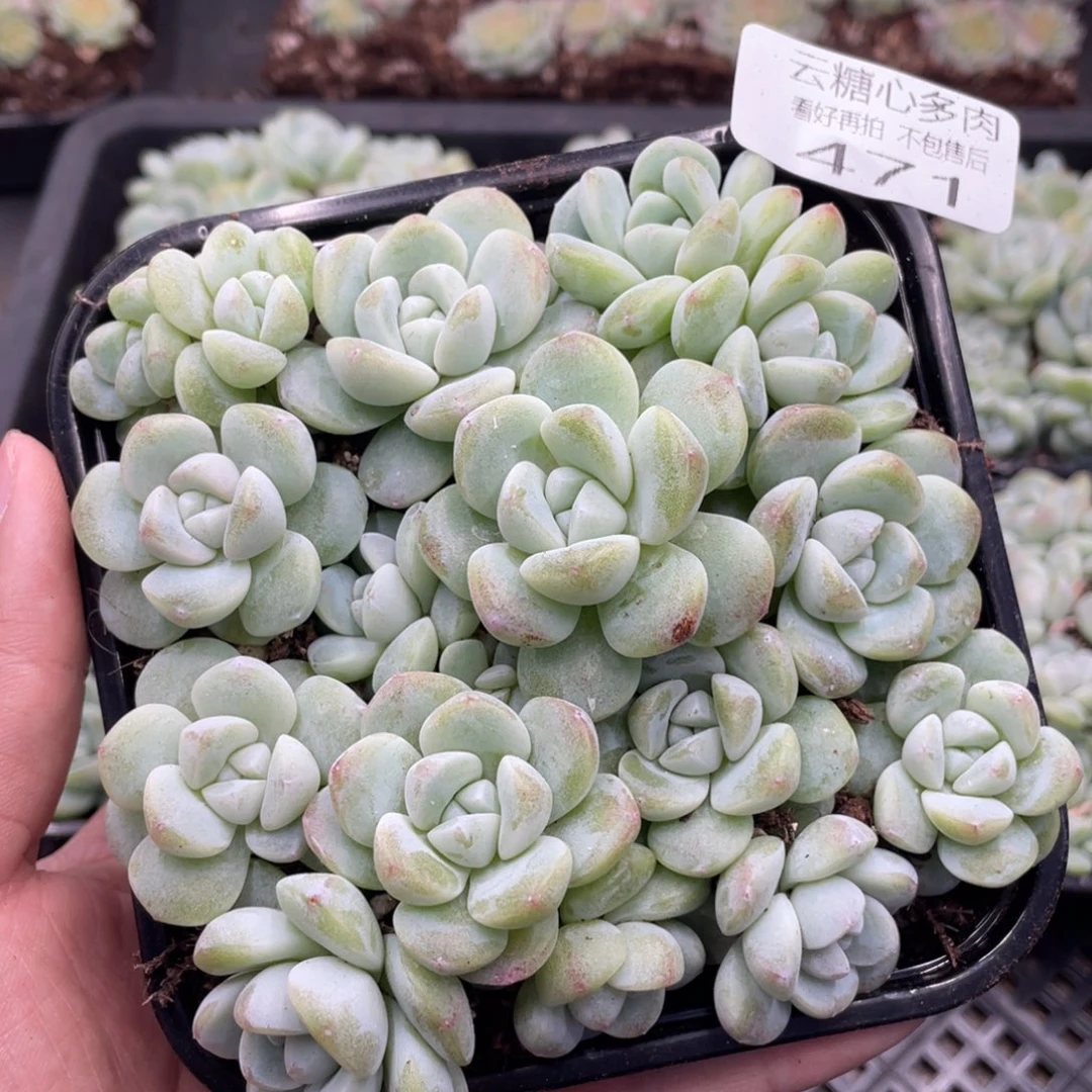 云糖心多肉植物471
