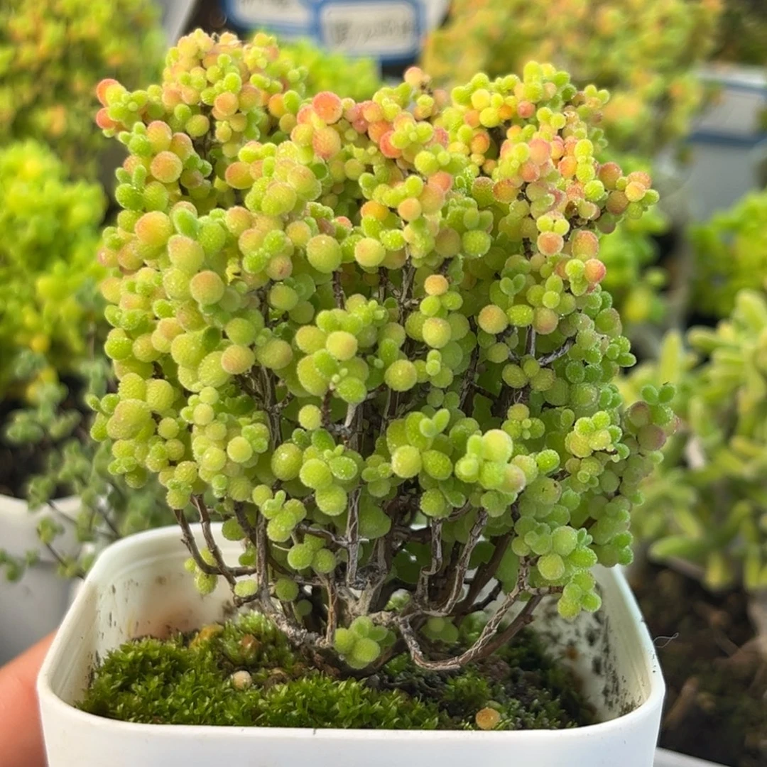 128蜜桔。