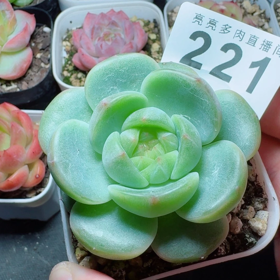 宽叶珍妮            精美多肉植物