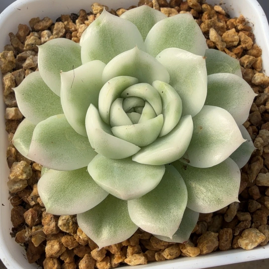 高瓷白锦腹轮锦一颗
