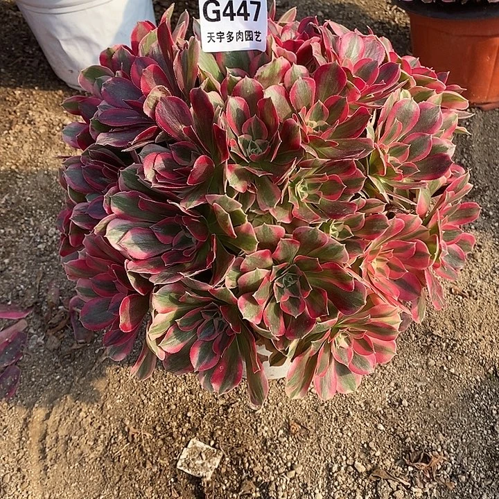 多肉植物七彩447多肉