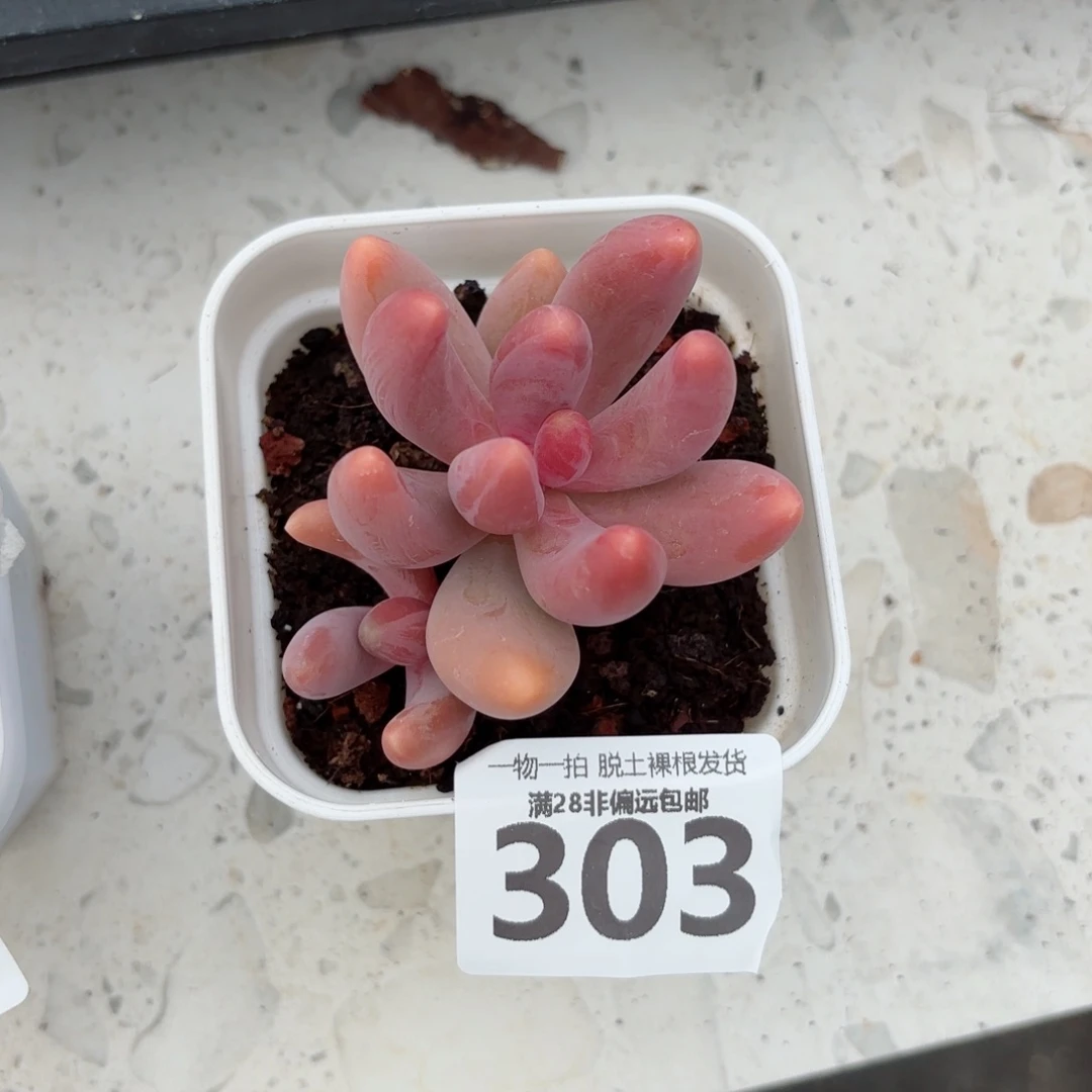 红手指无盆土发货