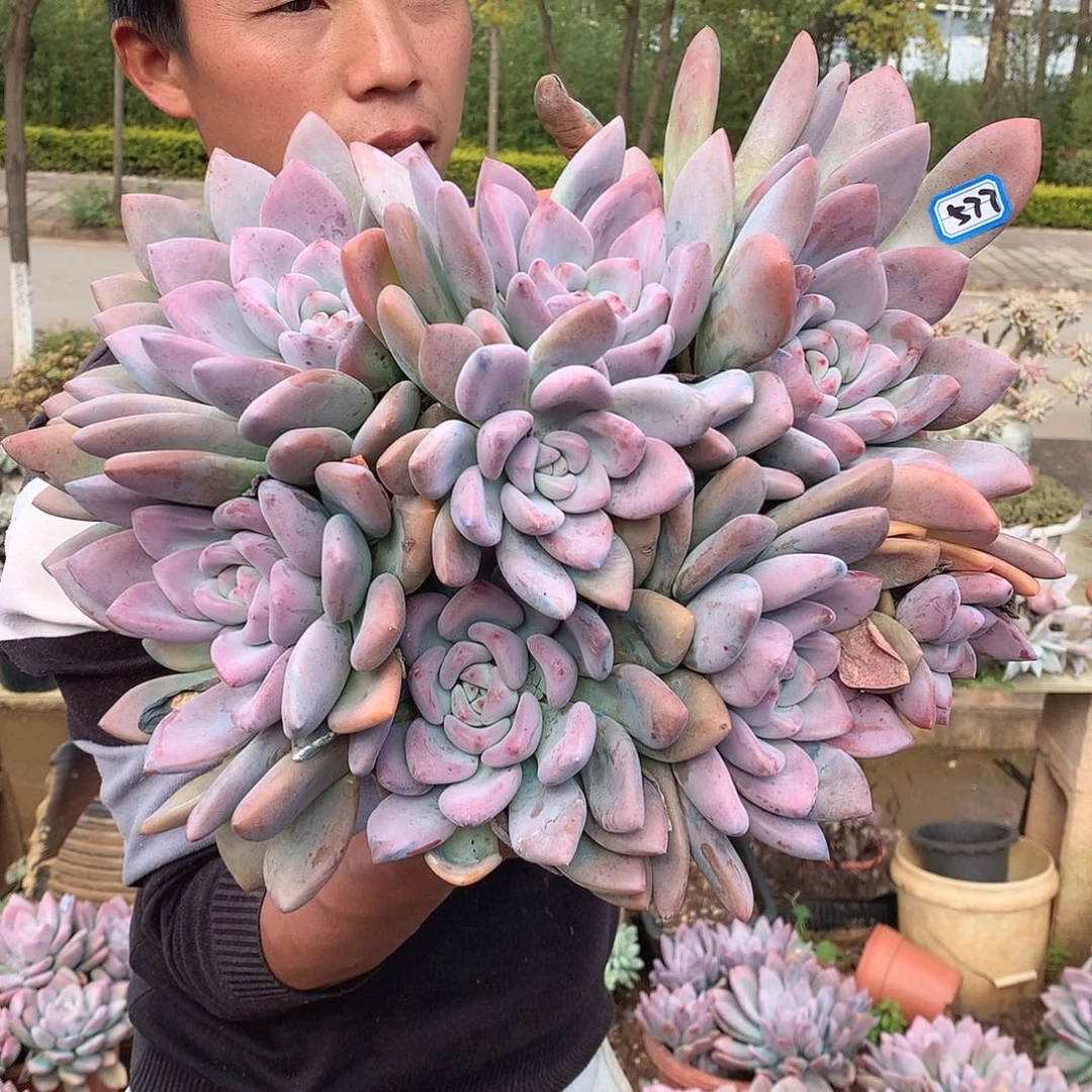 577 奥普 一物一拍