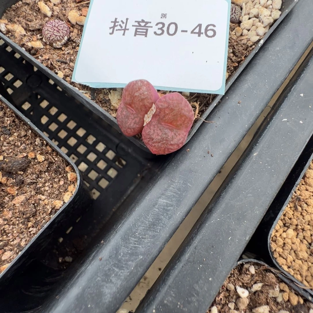 30-46肉锥多肉植物，