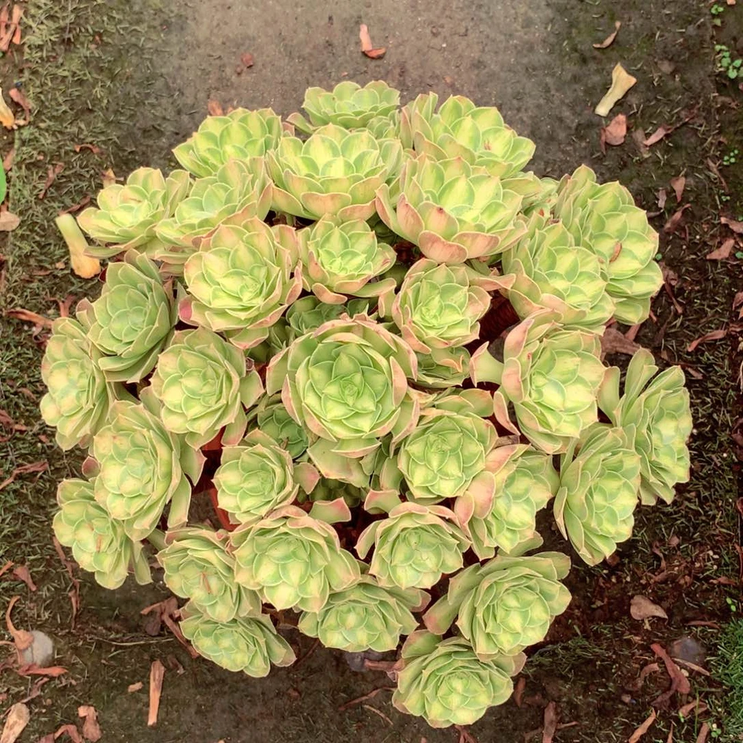 韶华老桩，多肉植物