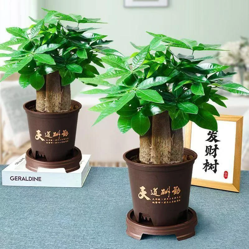 三杆发财树盆栽易活植物室内客厅小盆景四季常青办公室内盆栽花卉