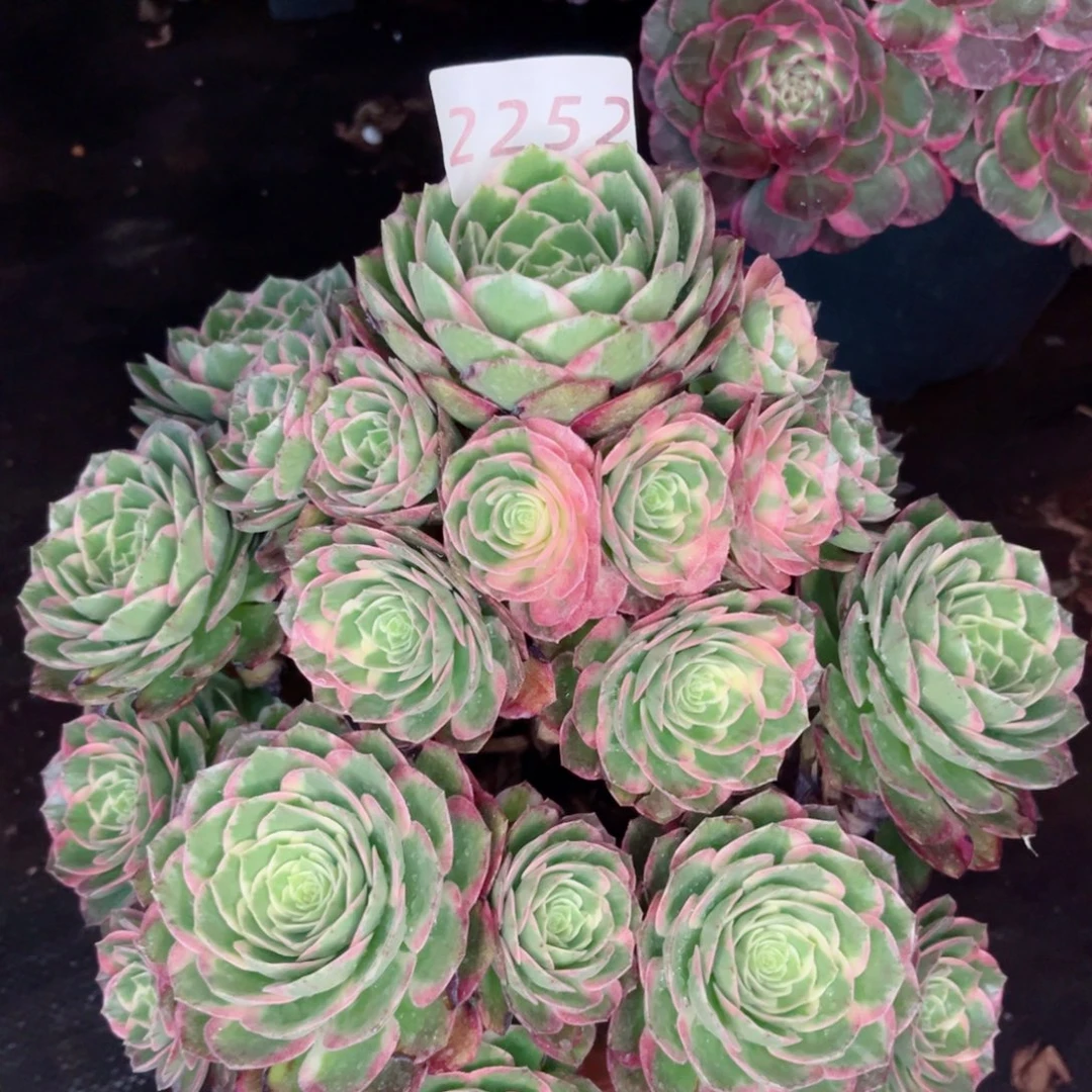 晓***璐粉体海王多肉2252
