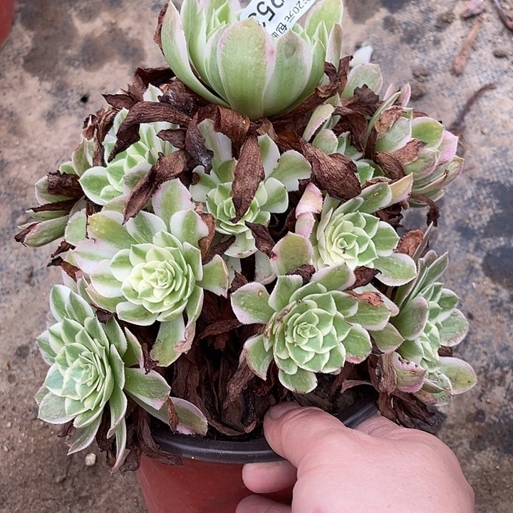 953海王多肉植物法师