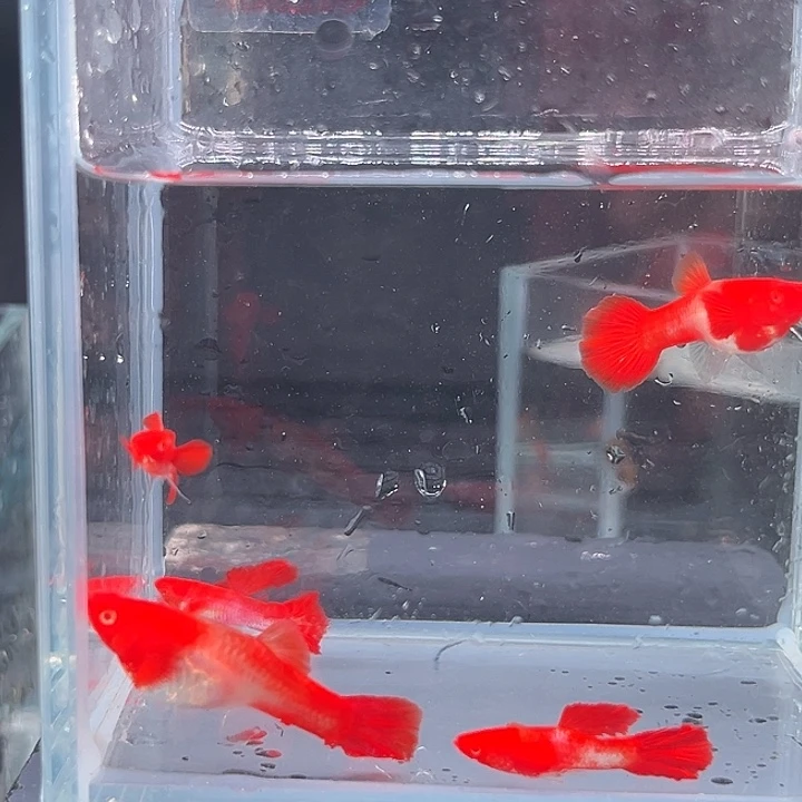 孔雀鱼鸿运当头双分水5条清 种鱼