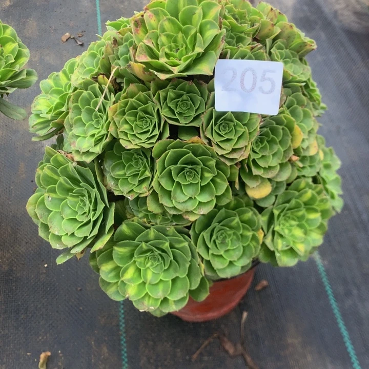 漠***寒205璃琉多多肉植物