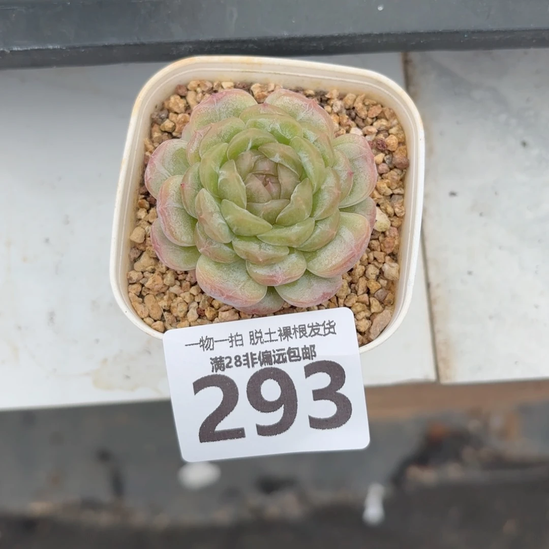 白恋单头无盆土发货