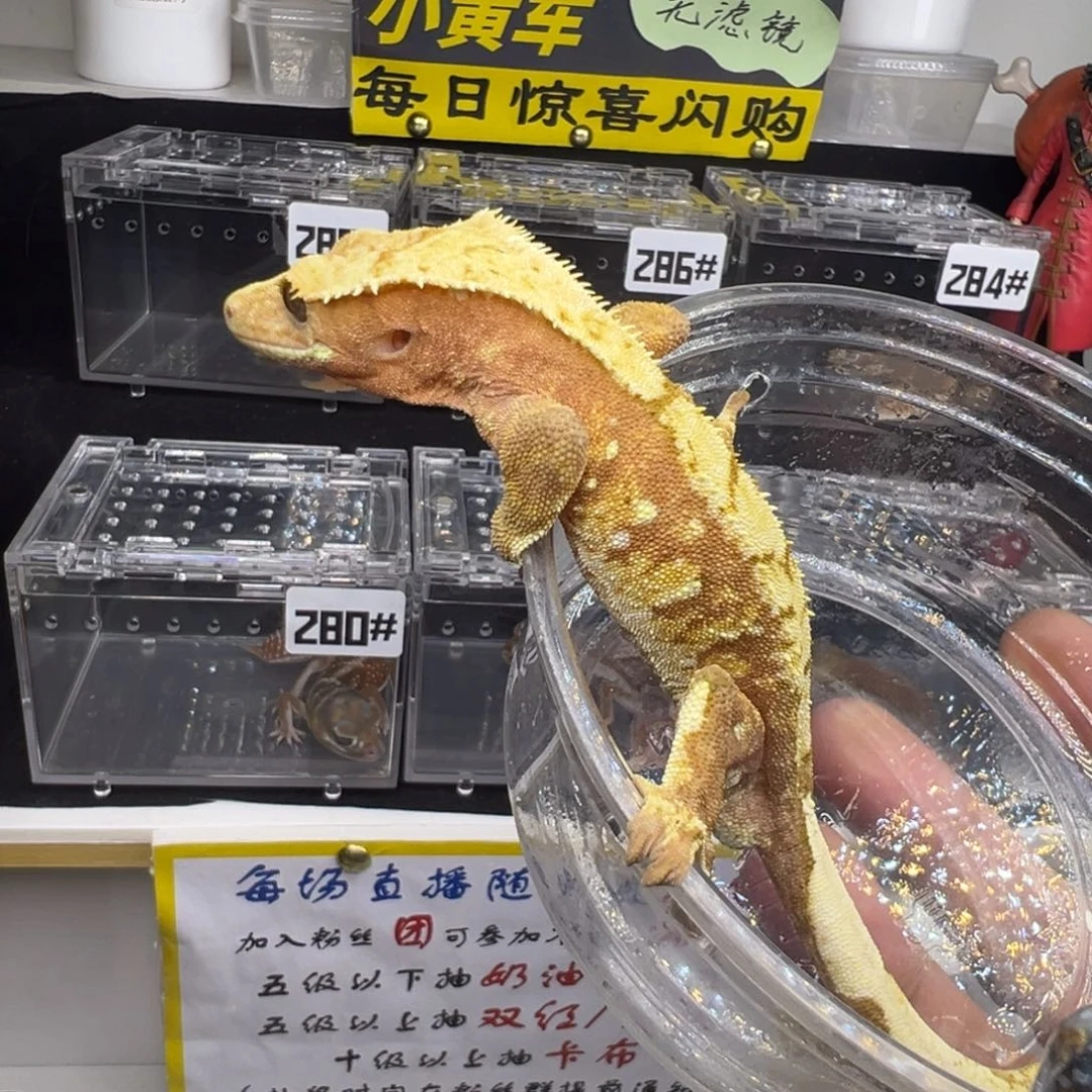 睫角守宫红底奶油