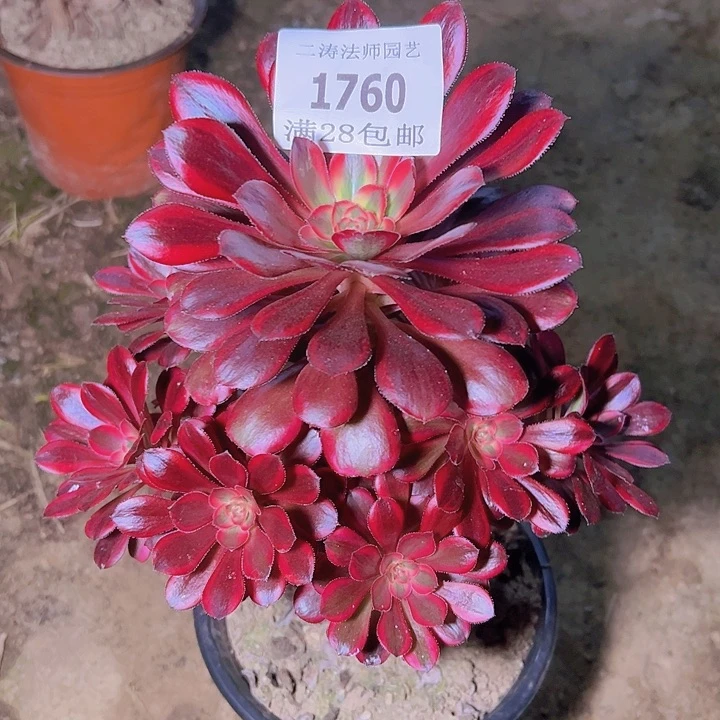 1760香奈尔多肉植物2号