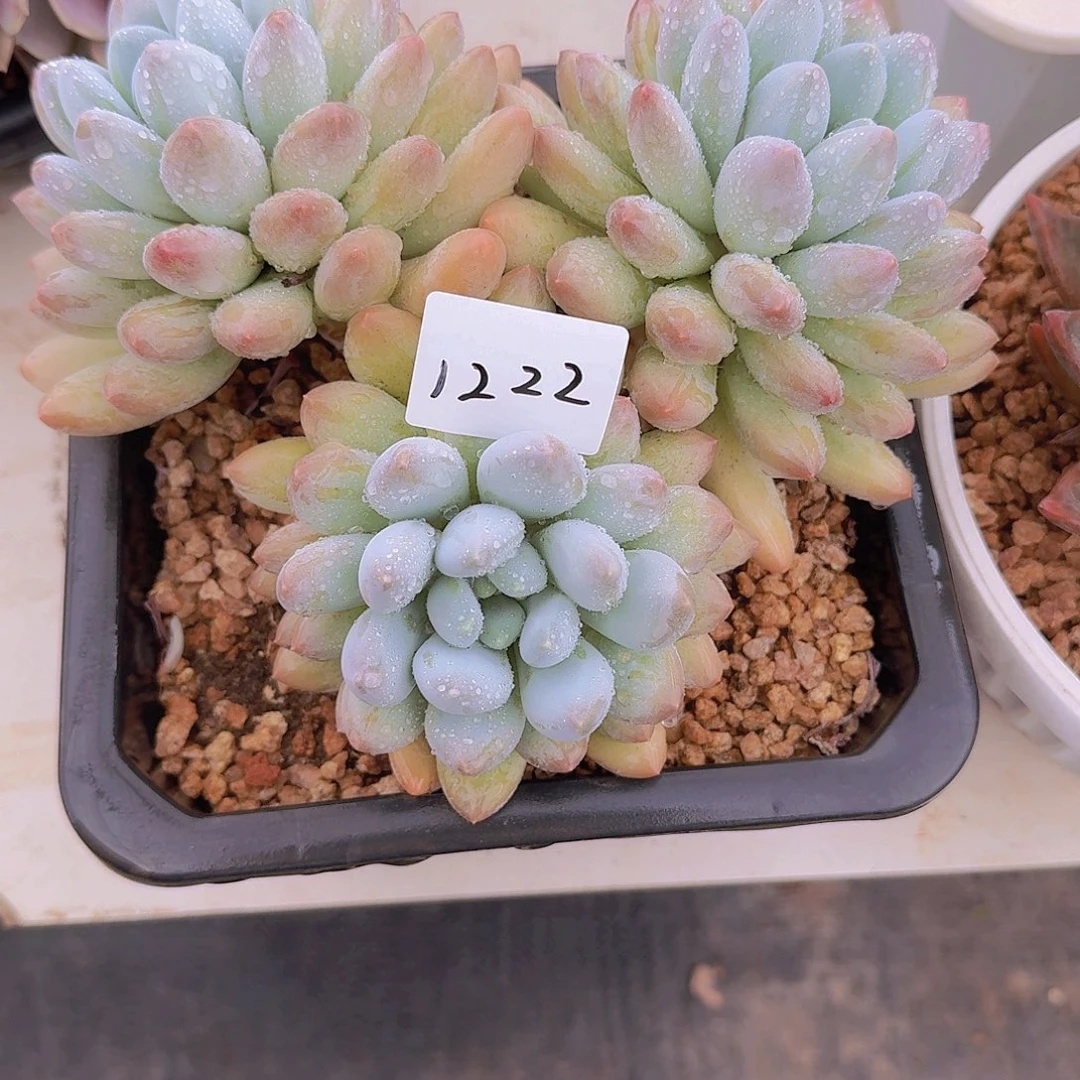杰***同1222所罗门杂交多肉植物