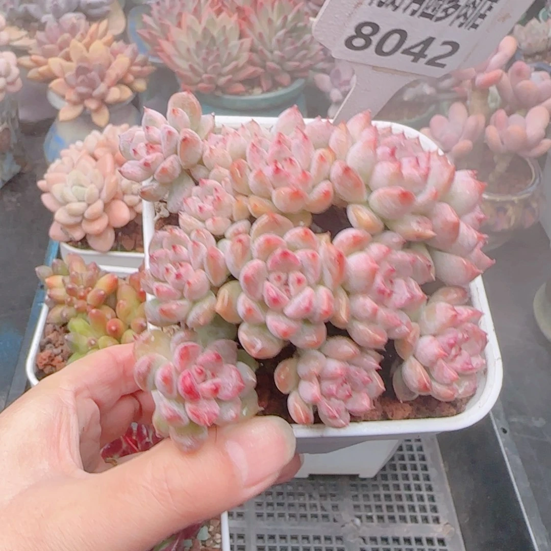 多肉植物8042…………….