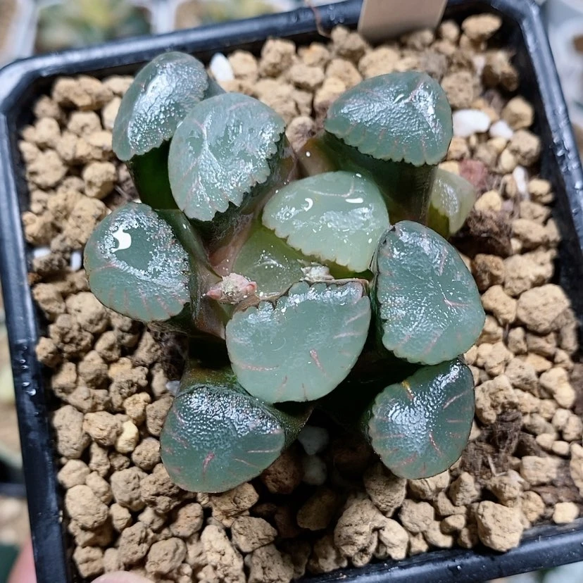 【闪购商品】词187红月亮