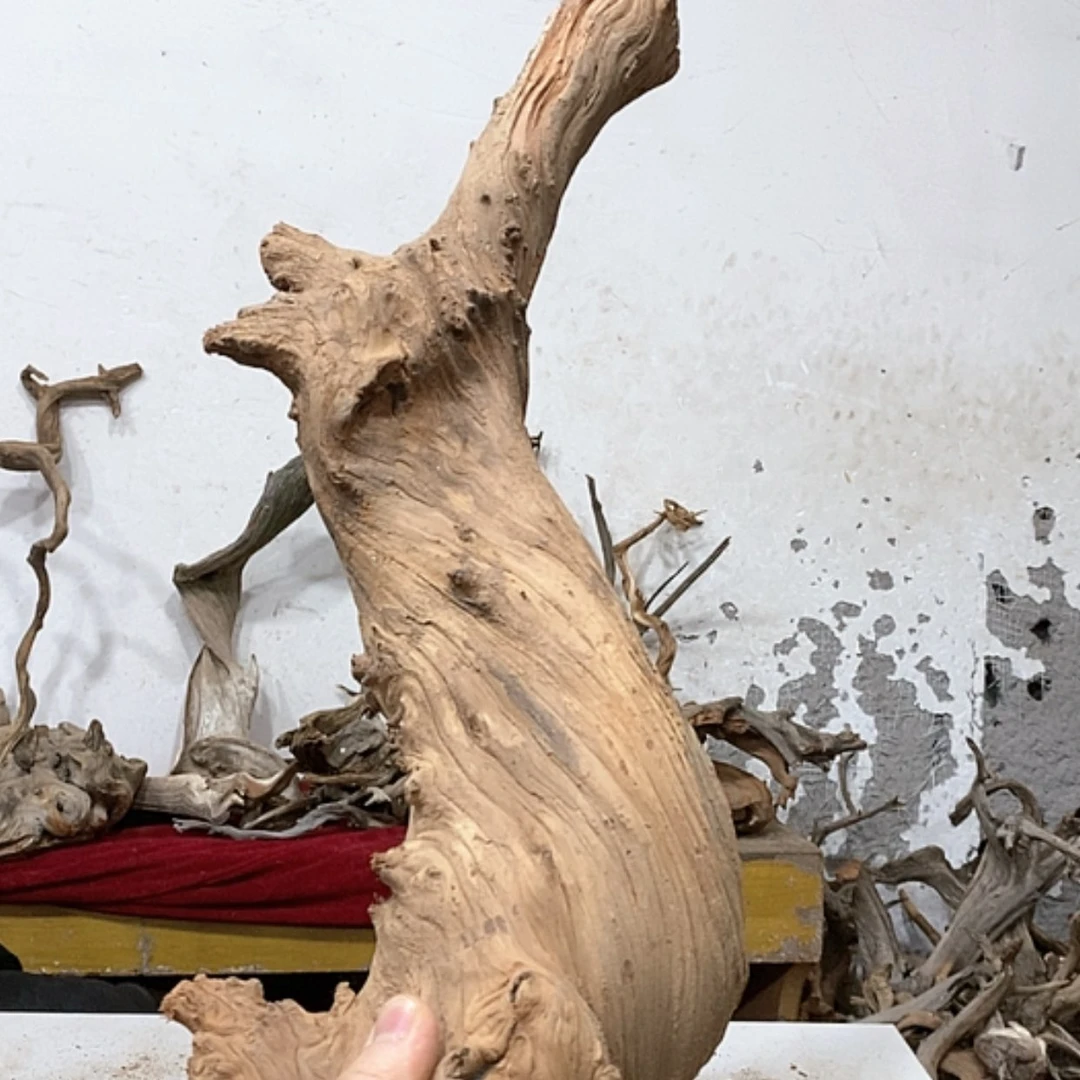 【闪购商品】柏木黄****?我们都是好孩子