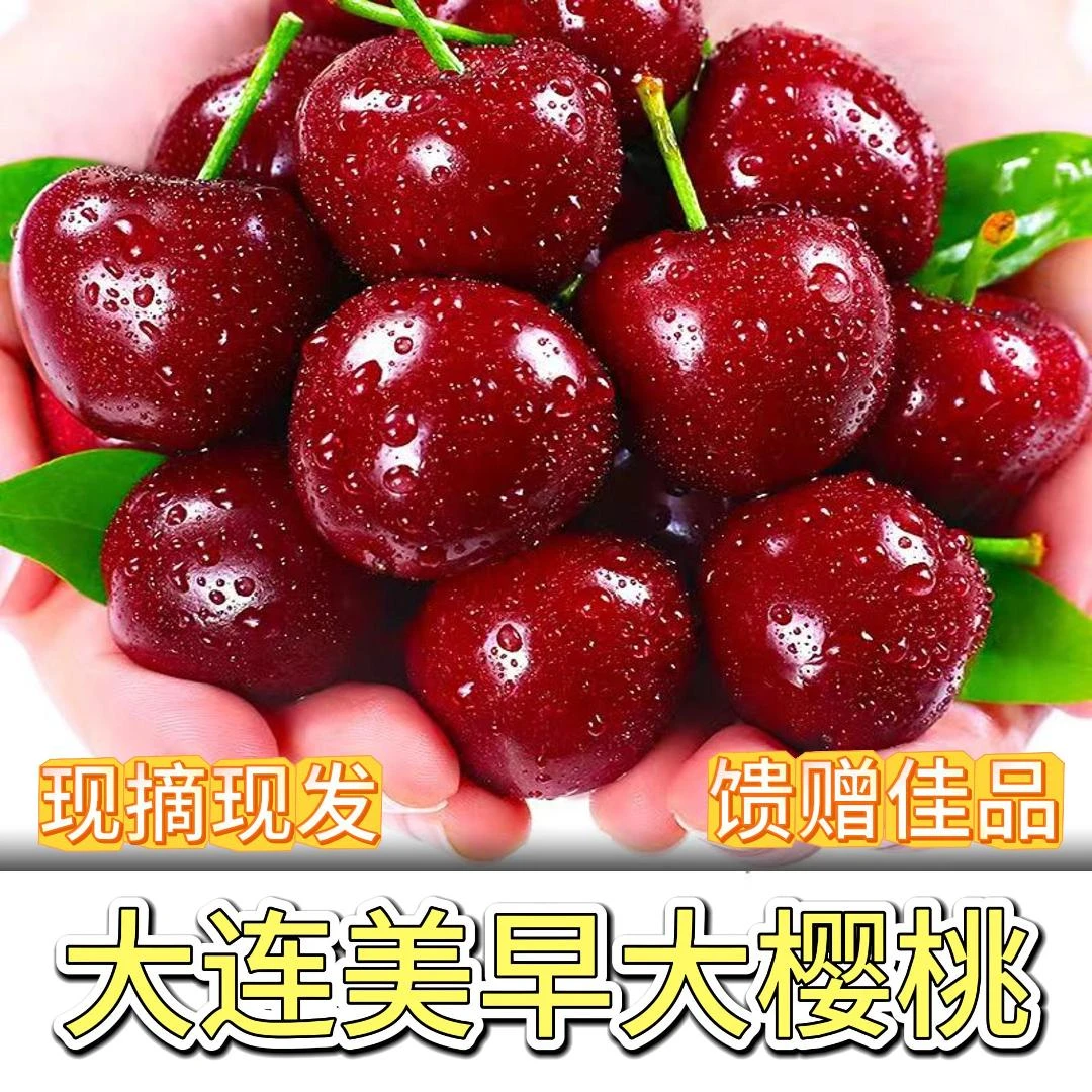 RD大连美早大樱桃现摘现发非车厘子空运礼盒2-3斤J-5J 内附果径卡