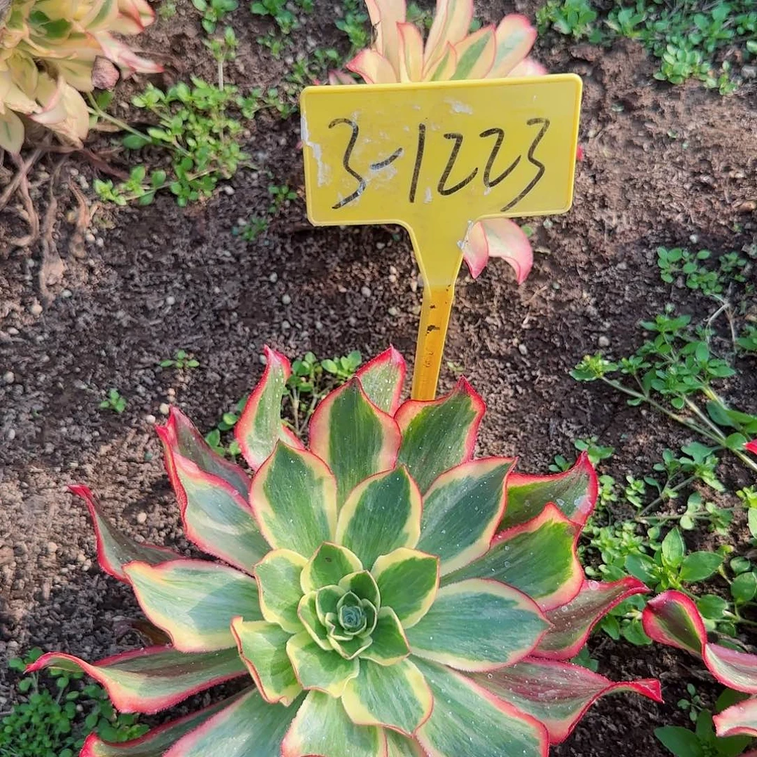 3-1223+++多头多肉植物