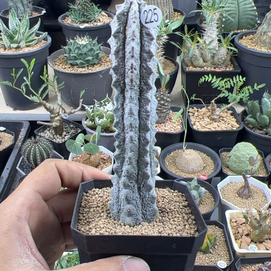 水泥柱单头一物一拍