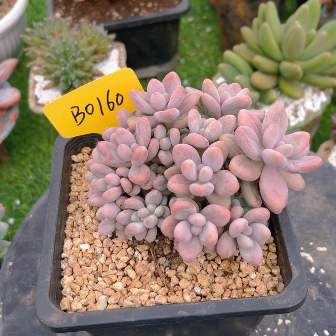 蜜多丽B0160号一物一拍