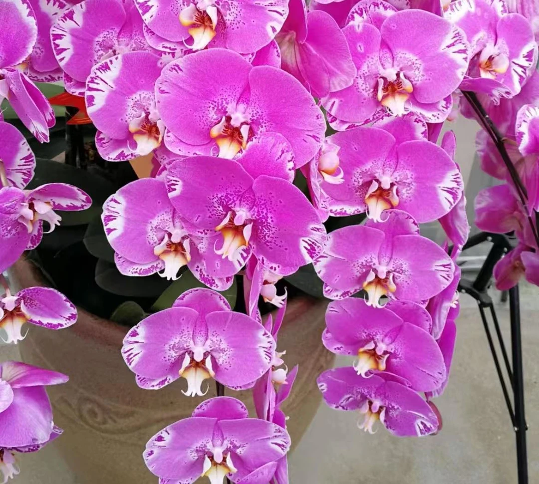 蝴蝶兰【藏宝图】大花带花发货 室内花花 广州直发