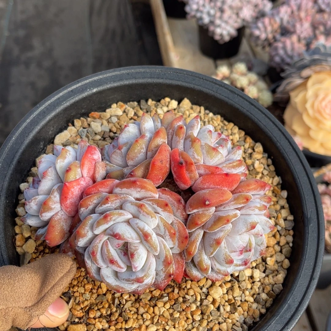 一物一拍不支持退换